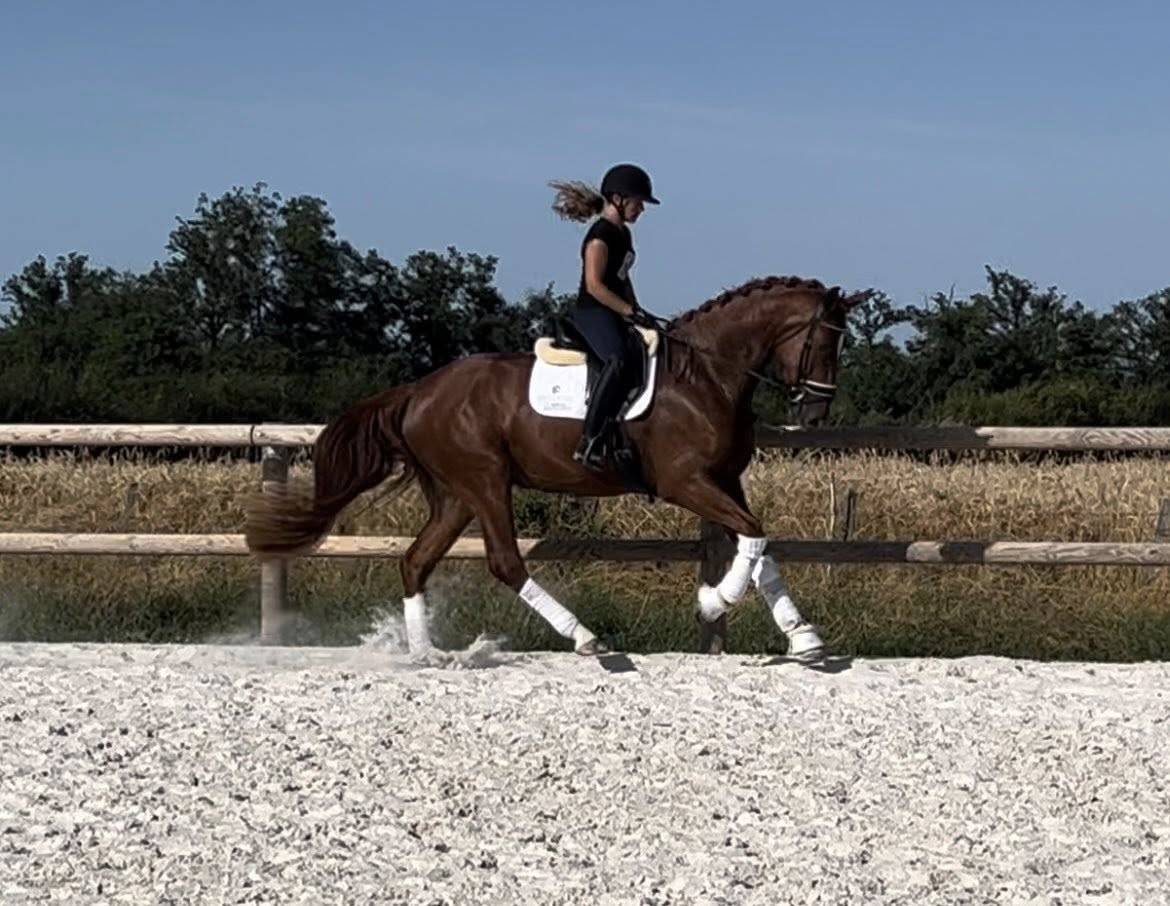 Top hongre hanovrien 