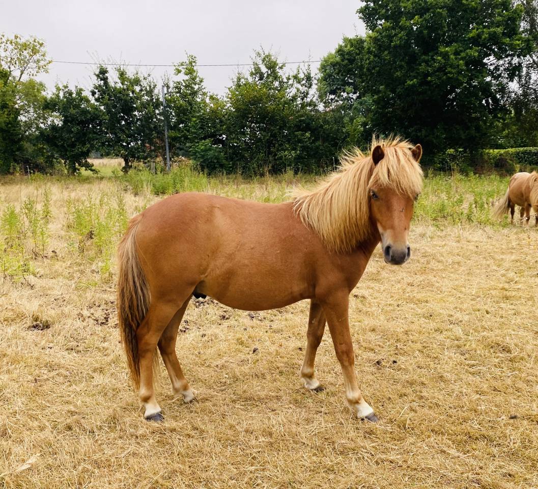 Poney hongre origine constatée 