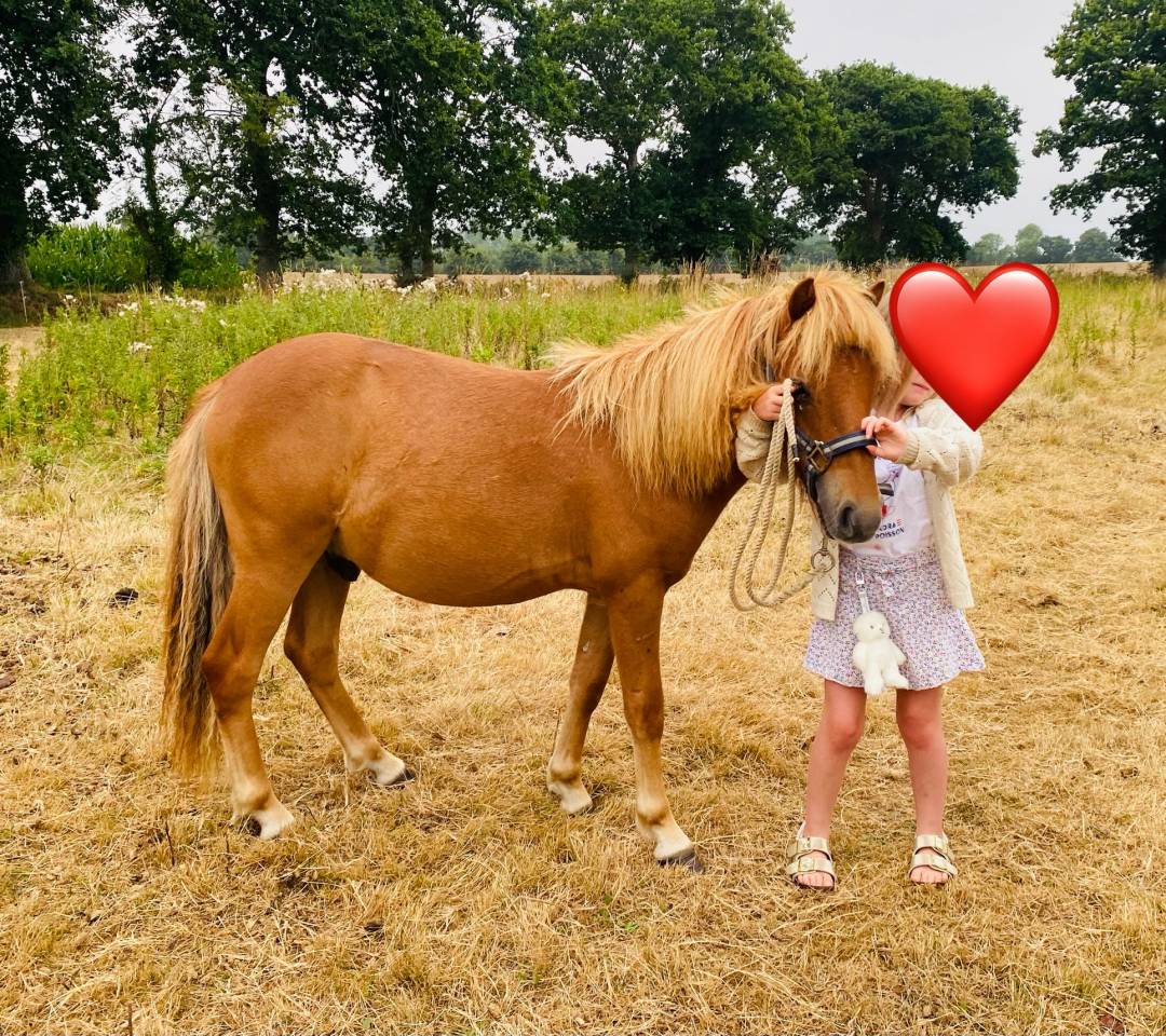 Poney hongre origine constatée 