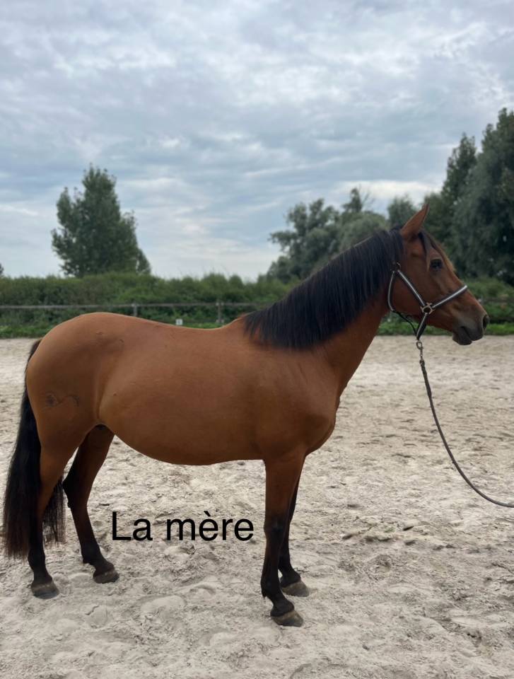 Poulain pure race espagnol 