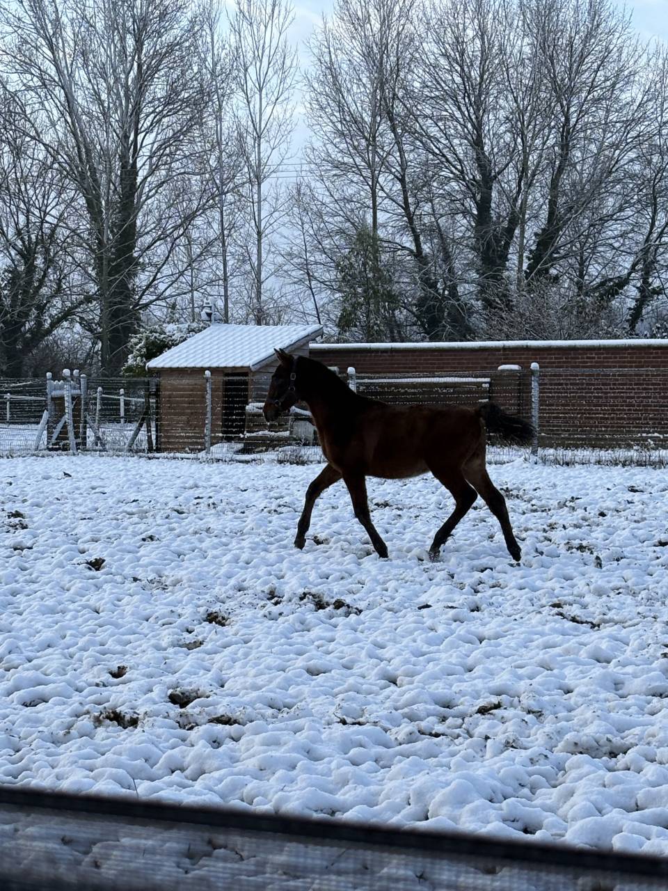 Poulain pure race espagnol 