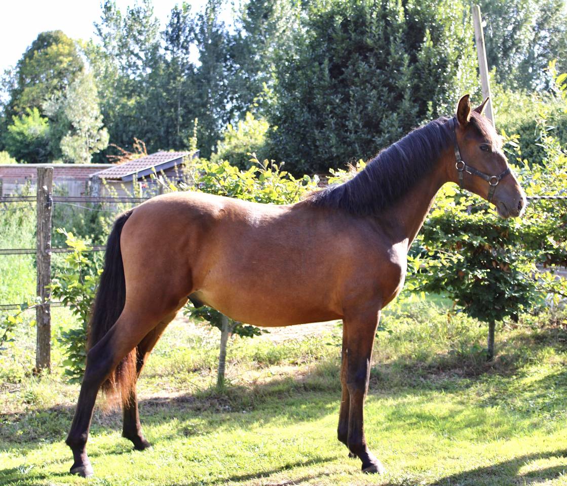 Poulain pure race espagnol 