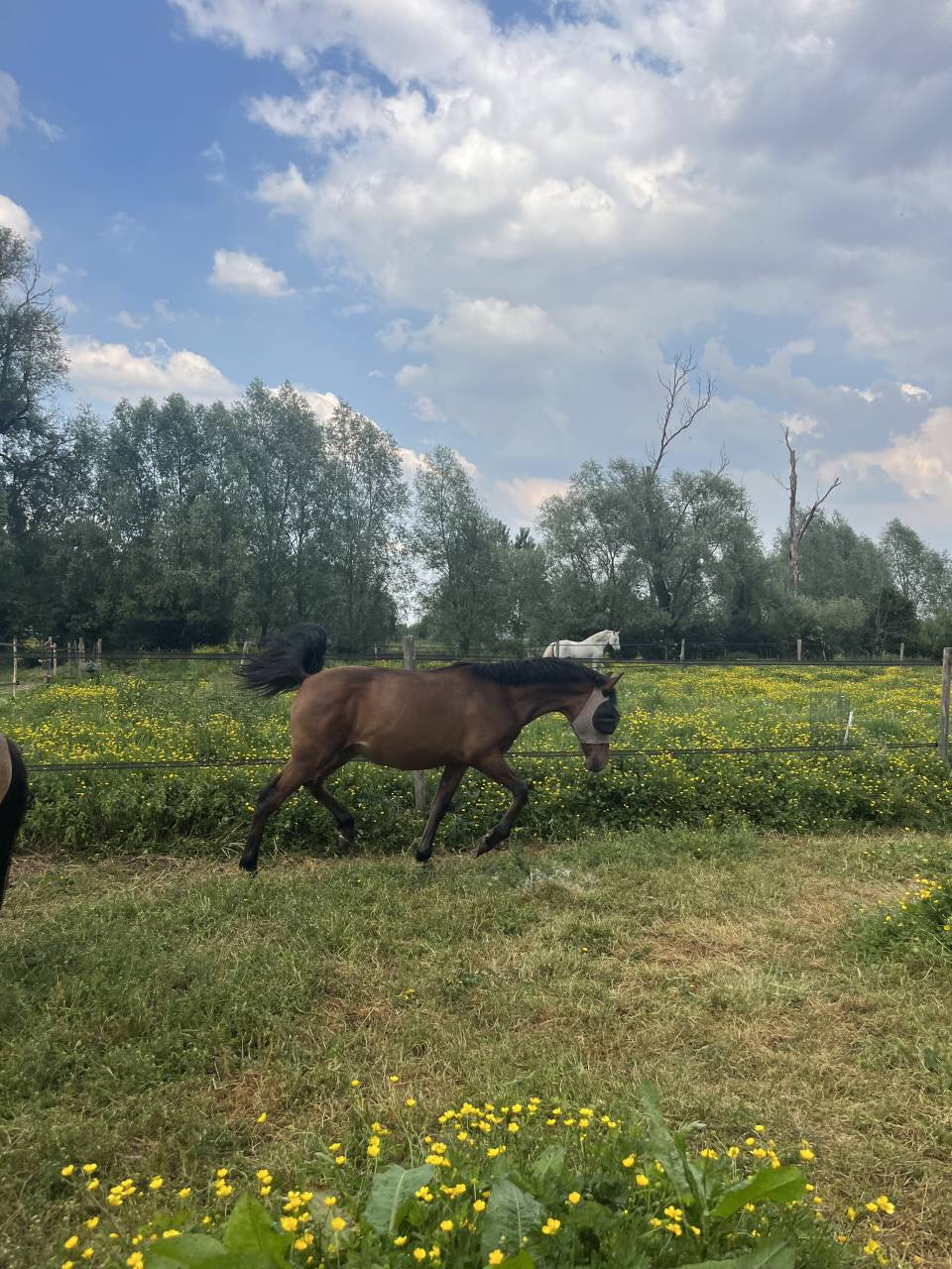 Poulain pure race espagnol 