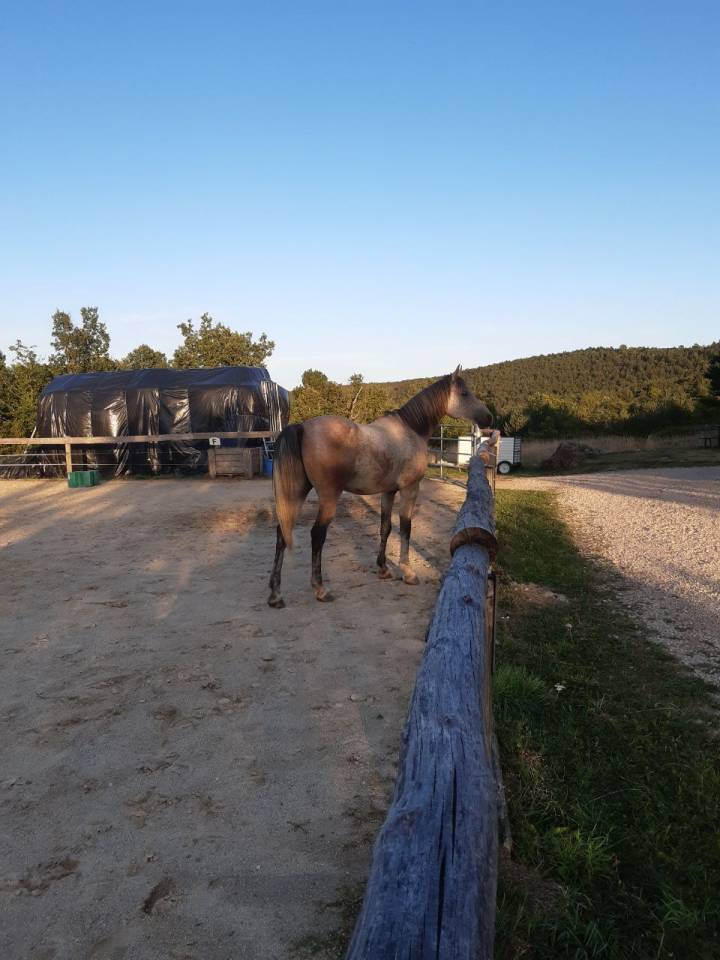 Hongre plein papier 8 ans loisir/sport