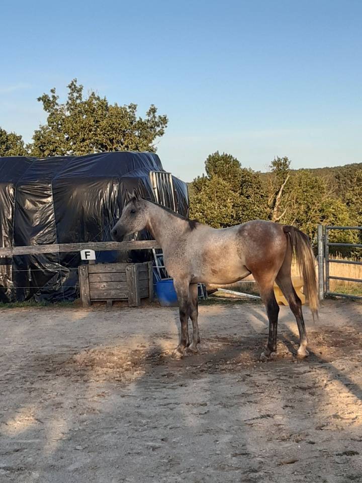 Hongre plein papier 8 ans loisir/sport