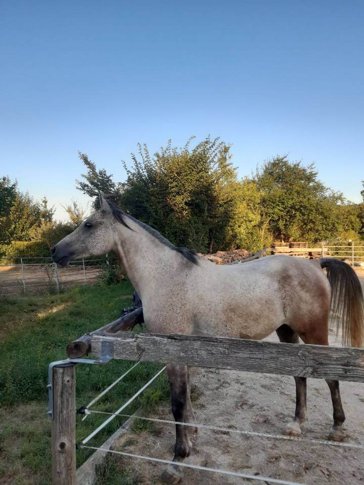 Hongre plein papier 8 ans loisir/sport