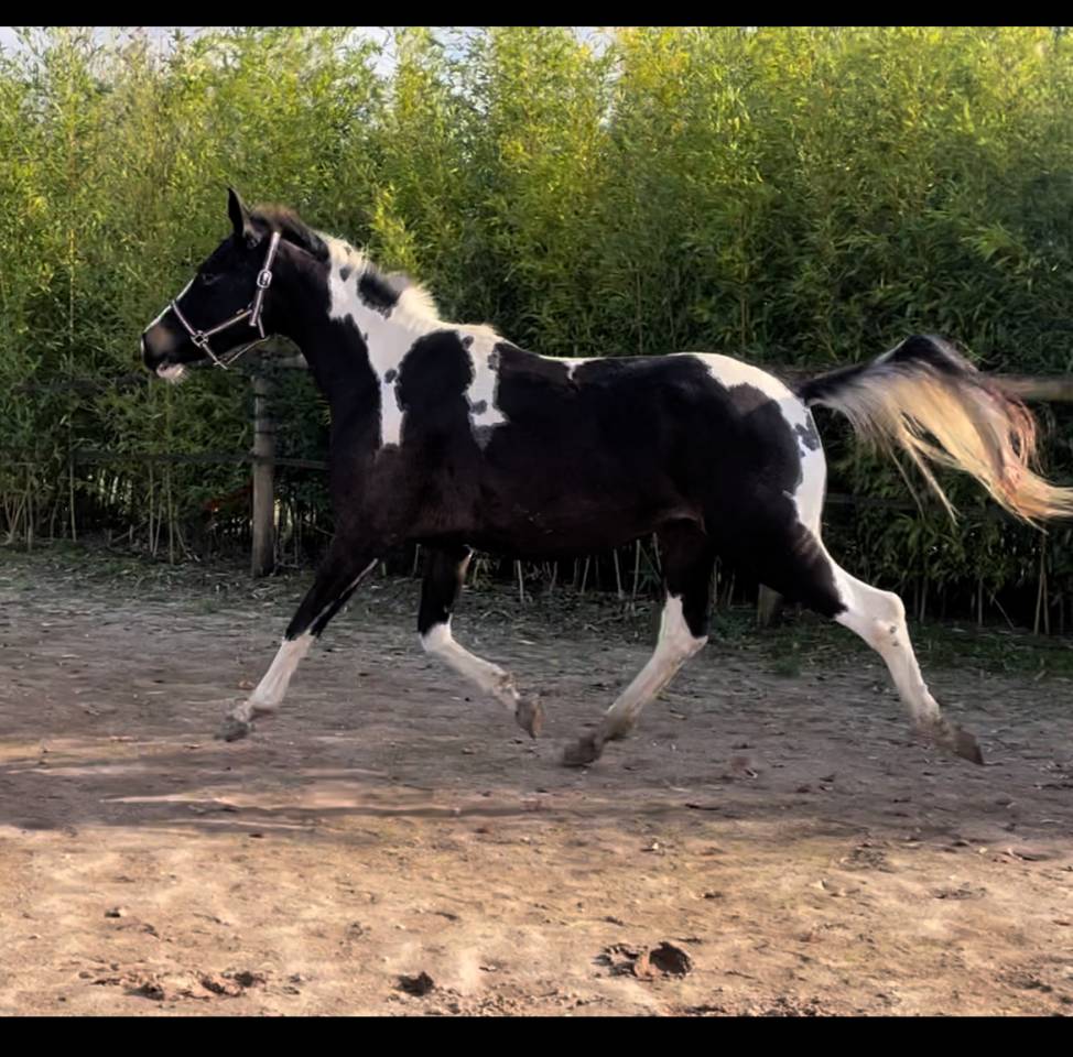 Jument Zangersheide Homozygote Pie Isabelle