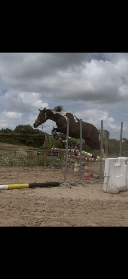 Jument Zangersheide Homozygote Pie Isabelle