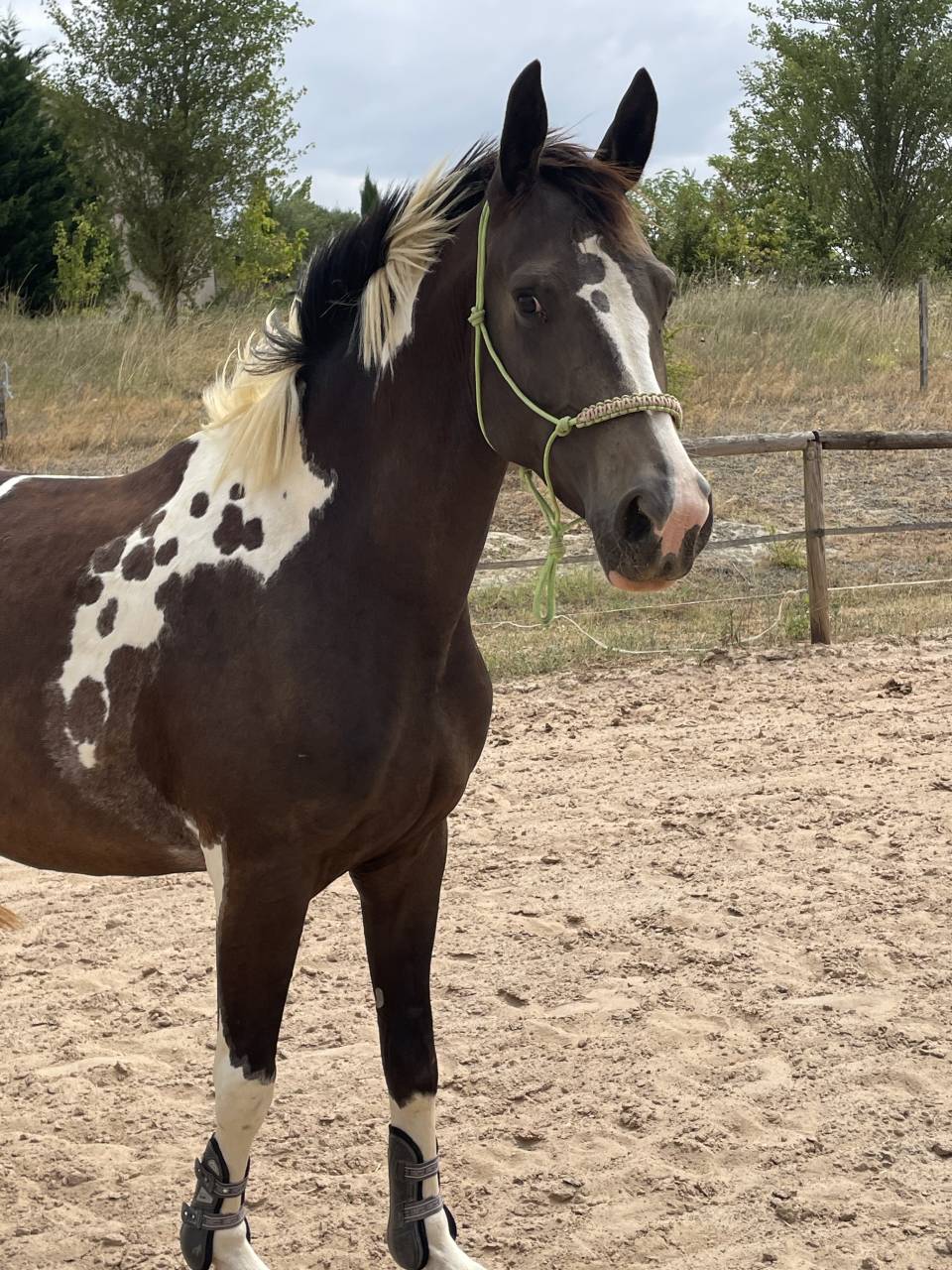 Jument Zangersheide Homozygote Pie Isabelle