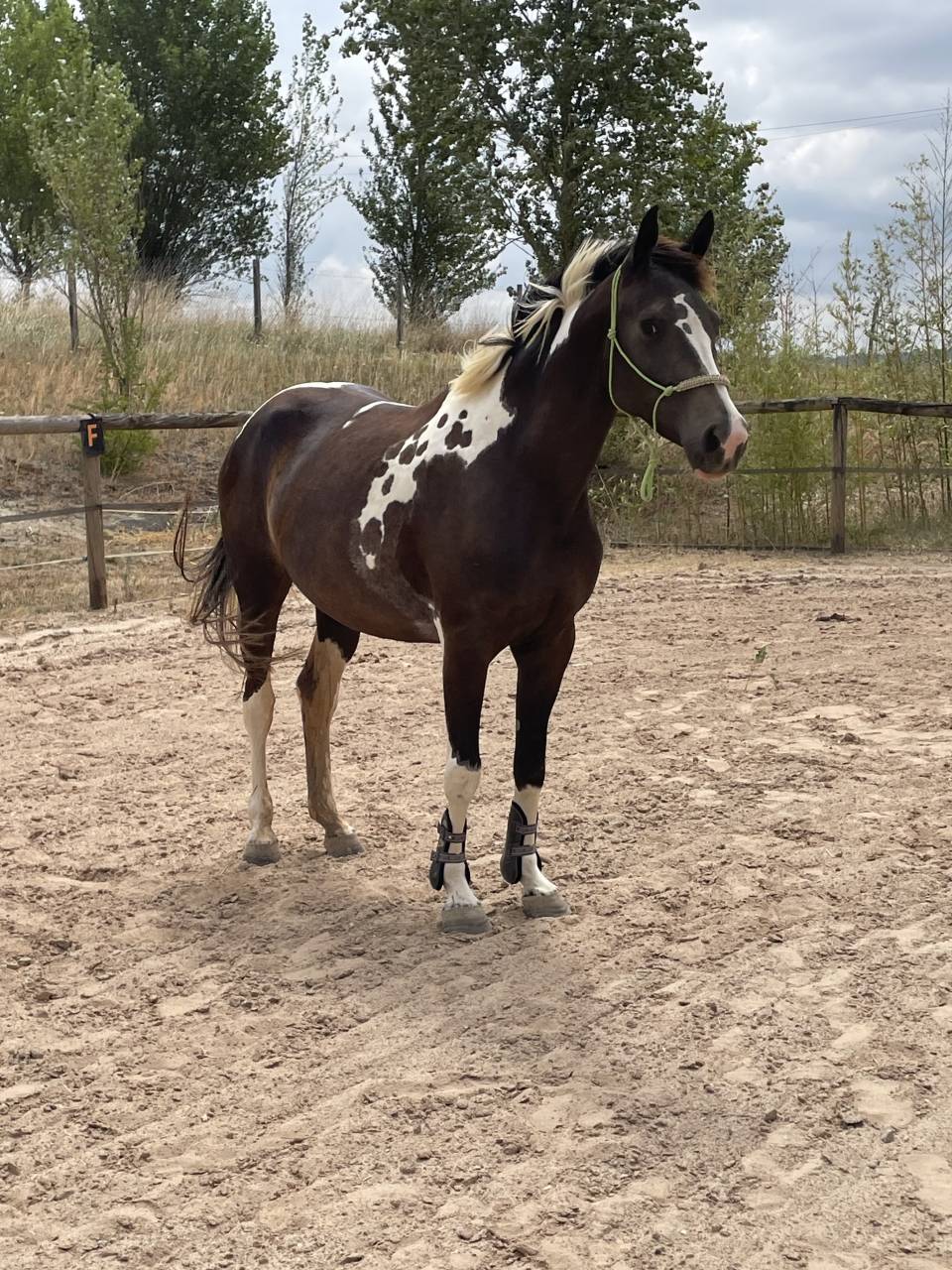 Jument Zangersheide Homozygote Pie Isabelle