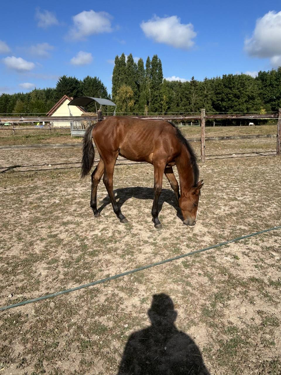 Foal (allegreto X Faut il des 7 vallons) 