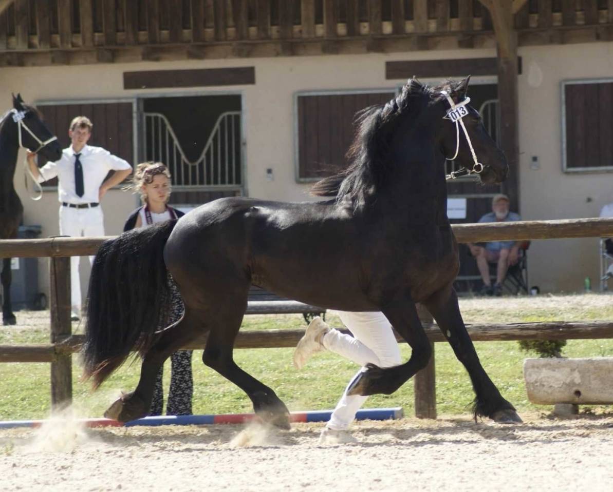 Poulain frison Pleins Papiers