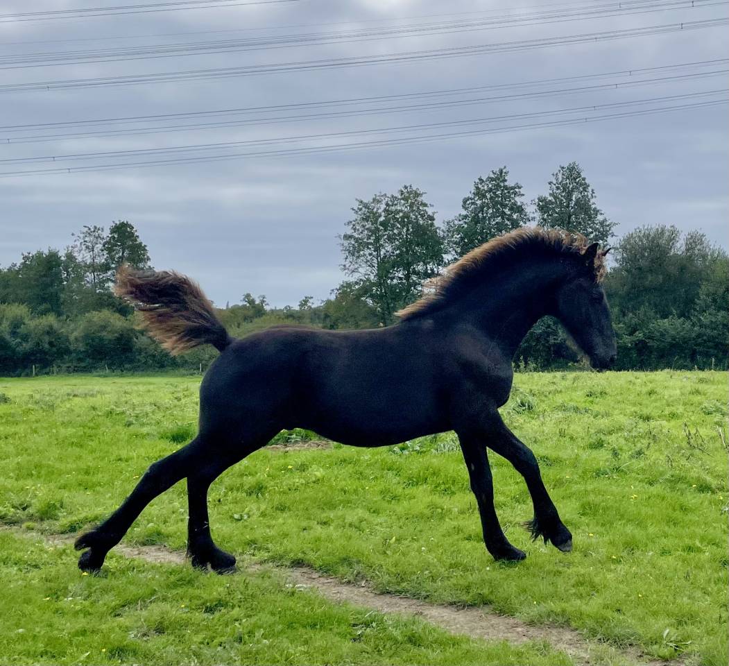 Poulain frison Pleins Papiers