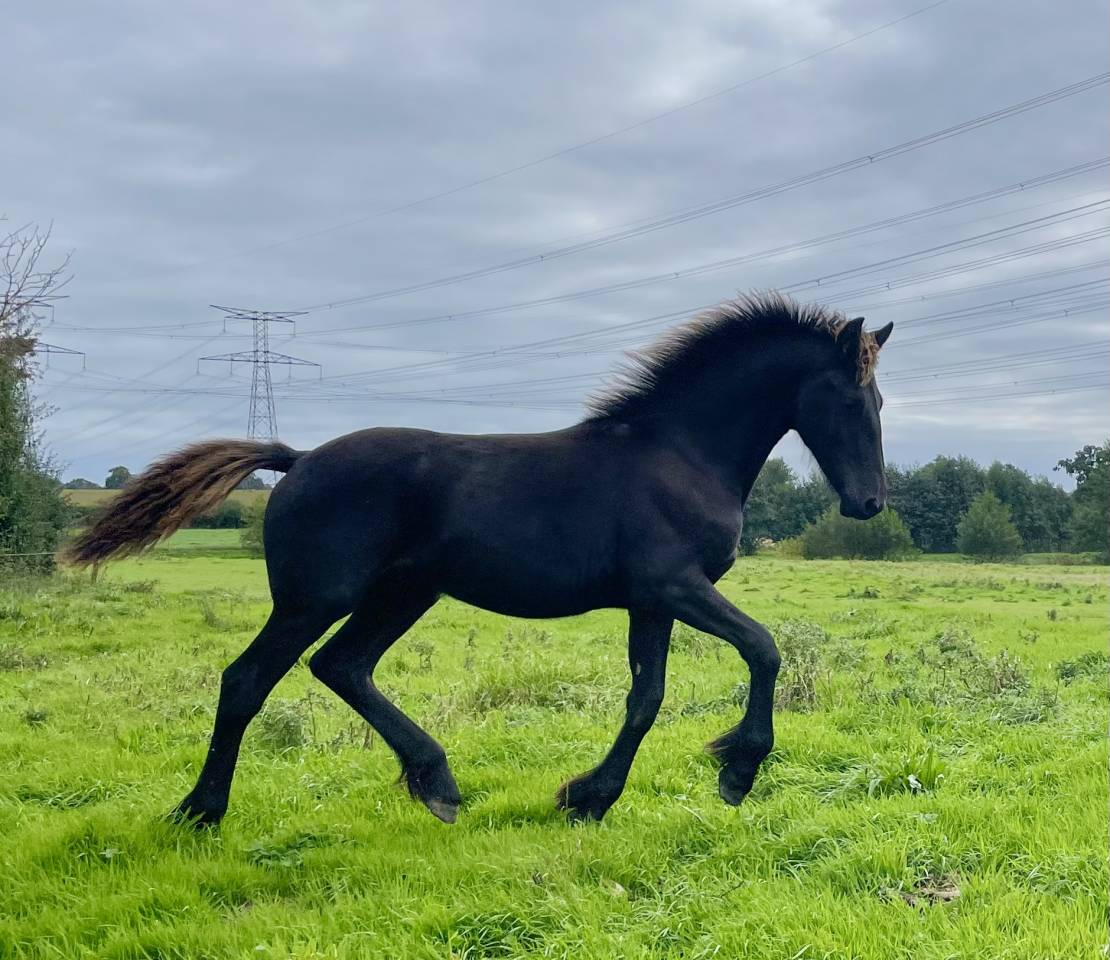 Poulain frison Pleins Papiers