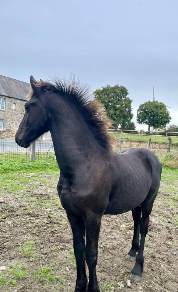 Poulain frison Pleins Papiers