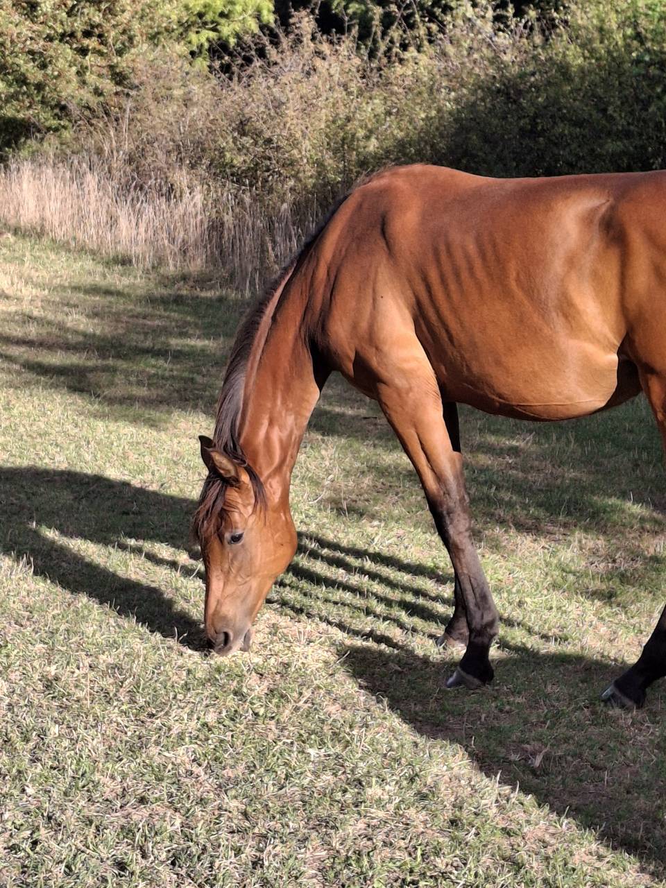 Jument Selle Français 2024 Cooper - Diamant 