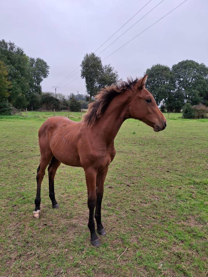 Jument Selle Français 2024 Cooper - Diamant 
