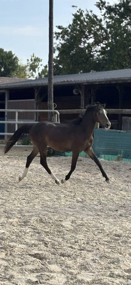 Poney PFS Hongre 2024 Izar de la Fosse