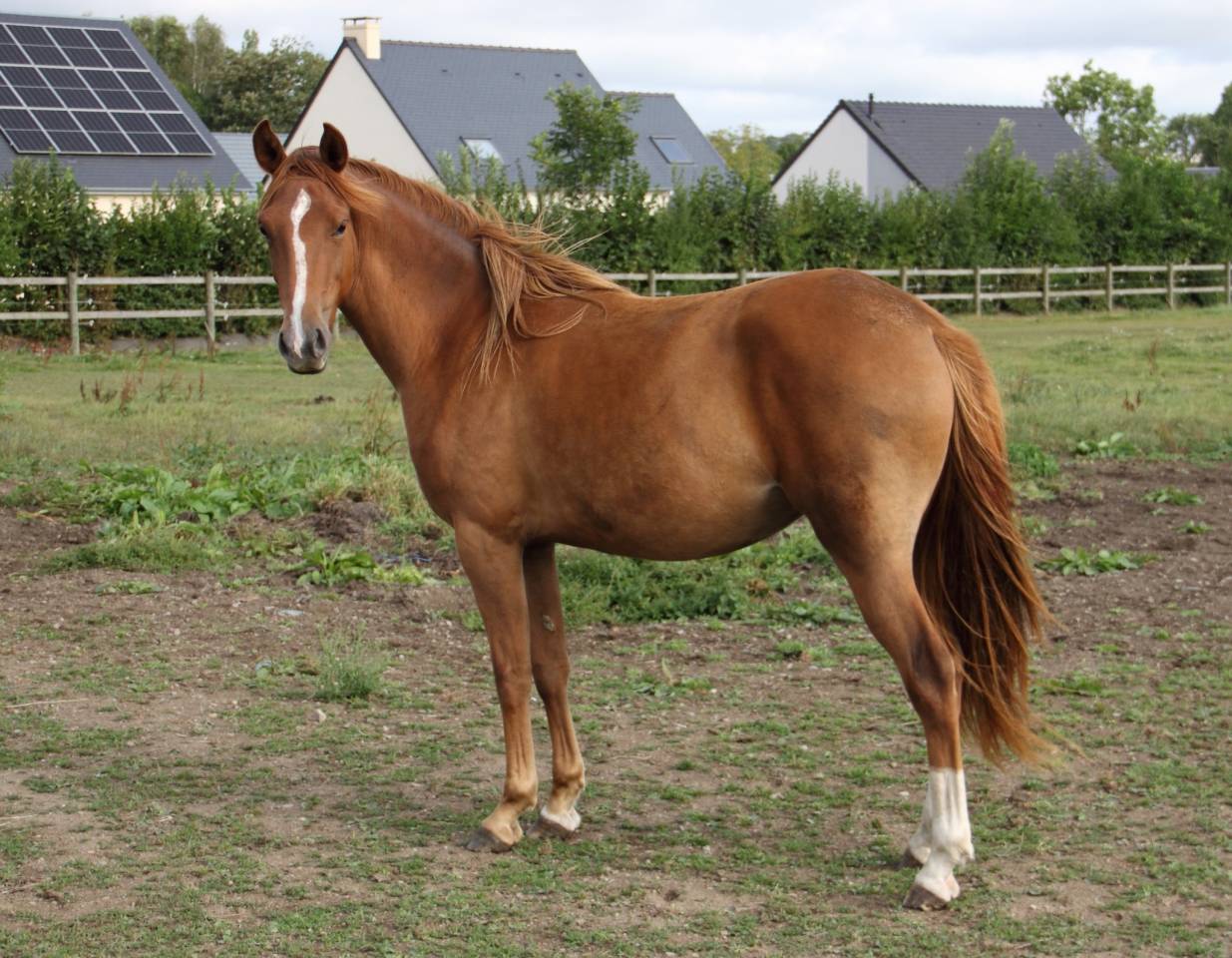 Très belle PFS 2 ans pour le sport ou le loisir