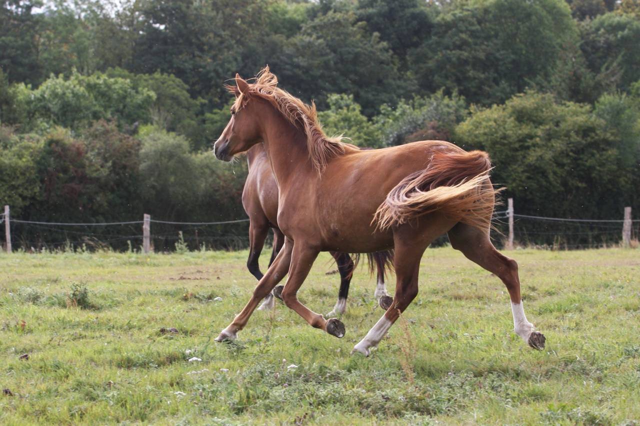 Très belle PFS 2 ans pour le sport ou le loisir