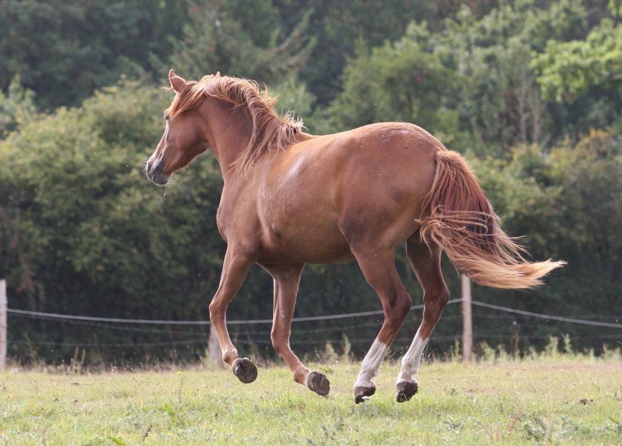 Très belle PFS 2 ans pour le sport ou le loisir