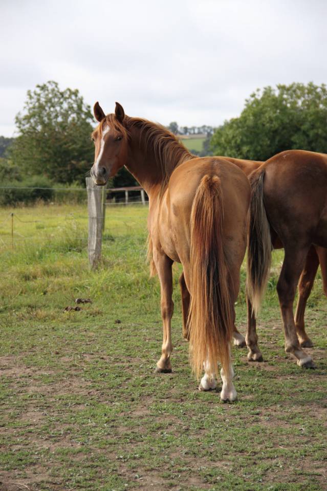 Très belle PFS 2 ans pour le sport ou le loisir