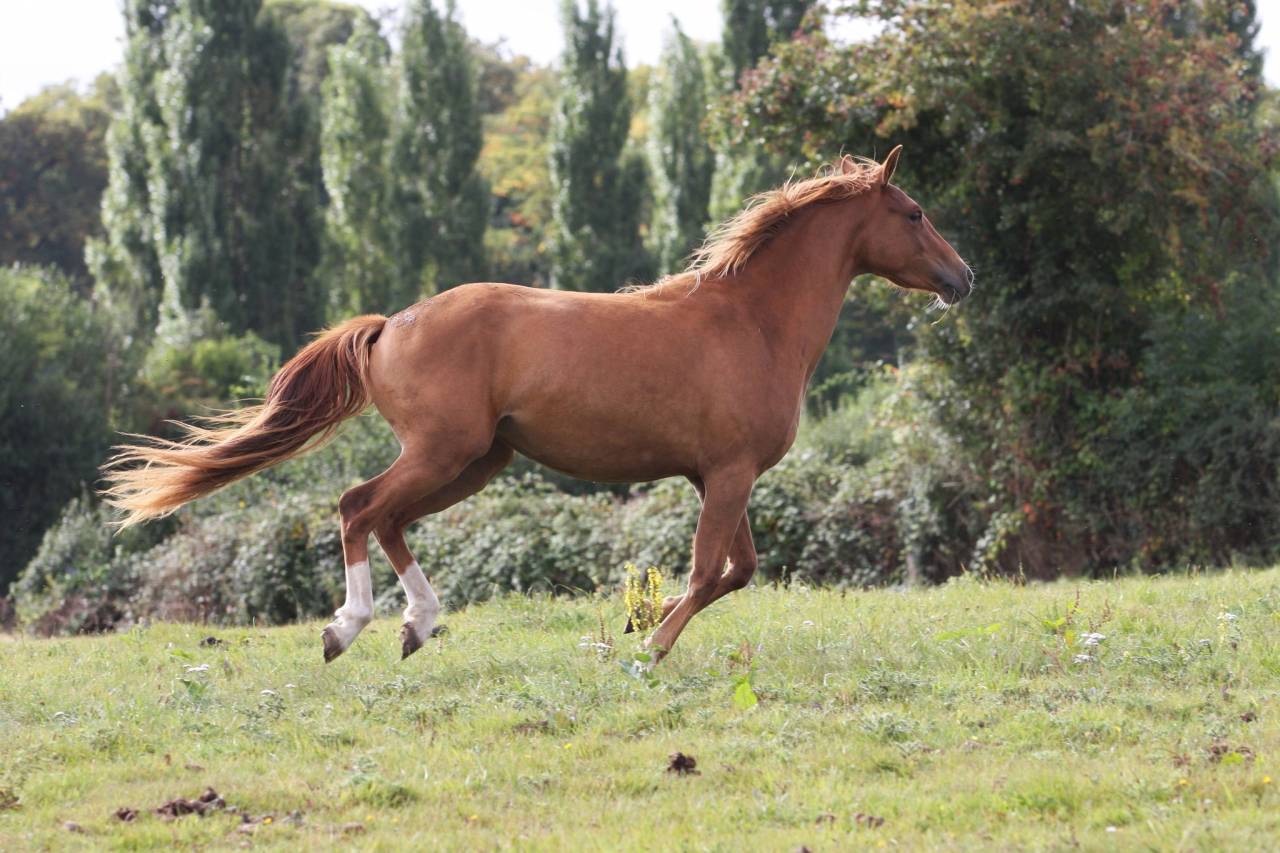 Très belle PFS 2 ans pour le sport ou le loisir