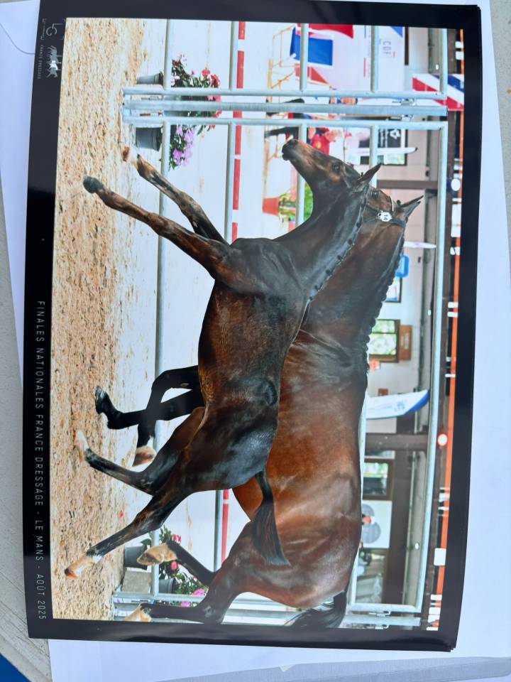 Foal mâle 2025 Selle Français Dressage par Be sure