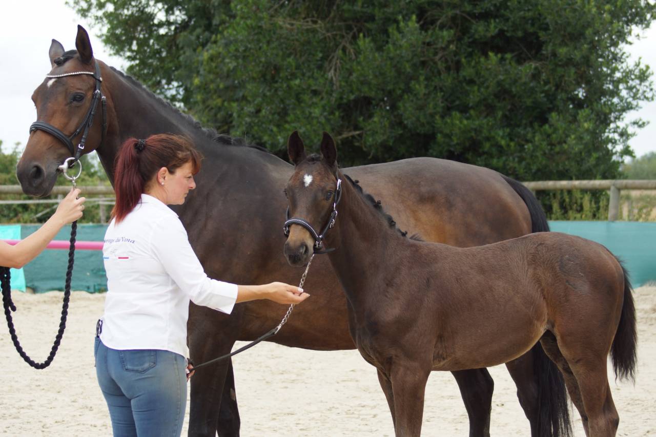Foal mâle 2025 Selle Français Dressage par Be sure