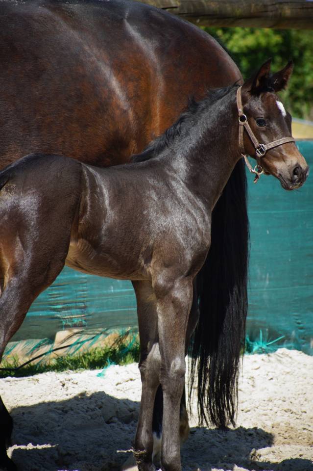 Foal mâle 2025 Selle Français Dressage par Be sure