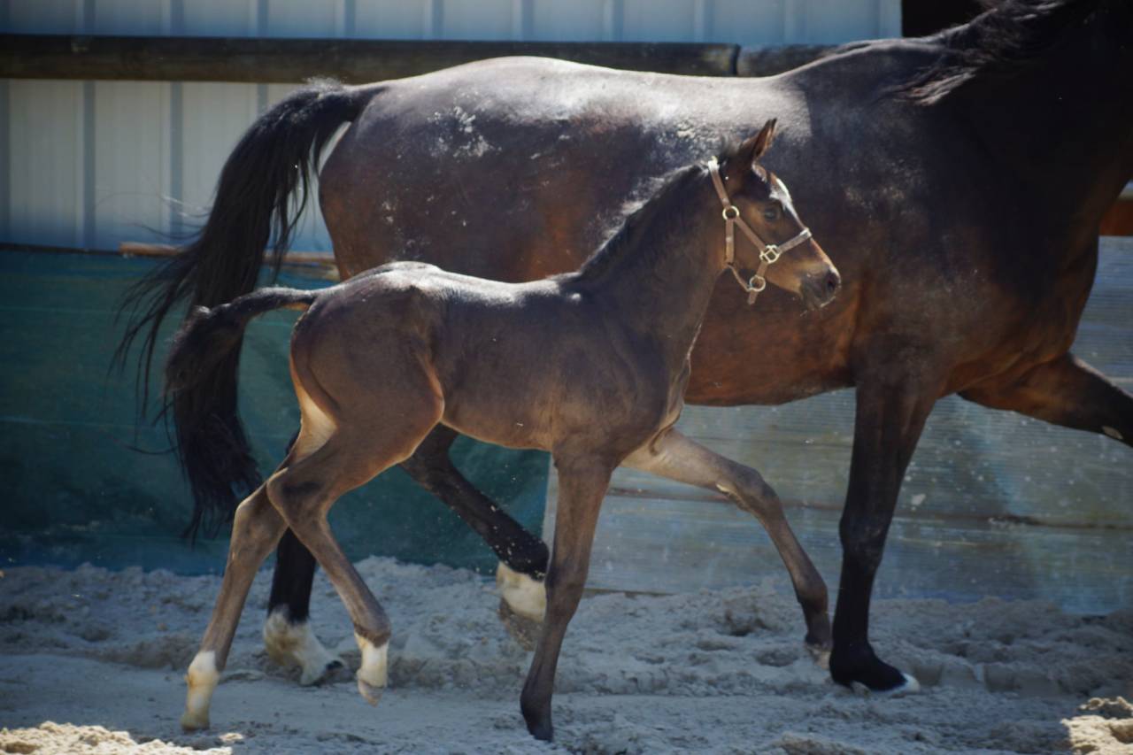 Foal mâle 2025 Selle Français Dressage par Be sure