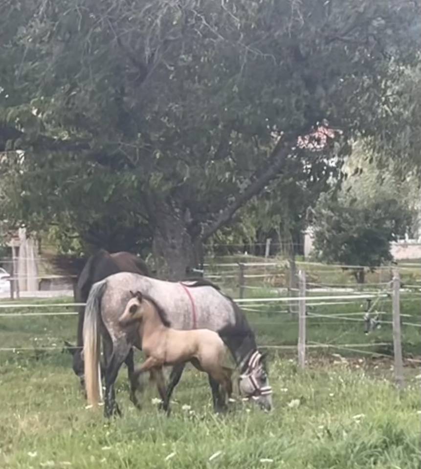 Poulain 2025 welsh part bred 