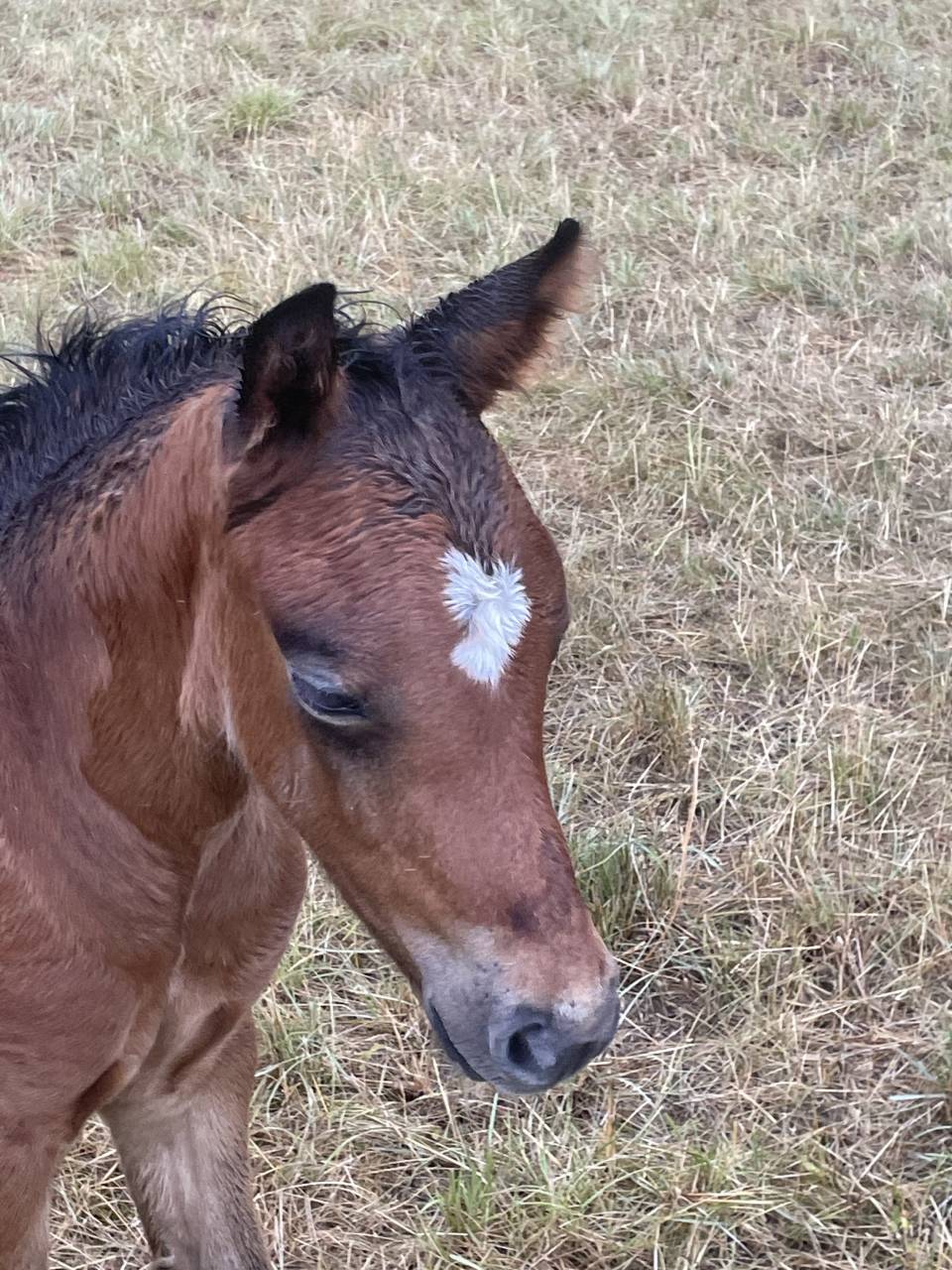 Poulain 2025 welsh part bred 