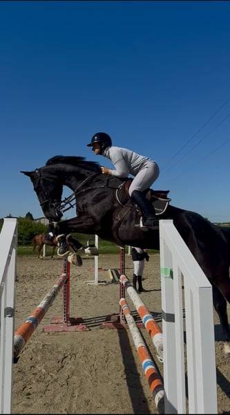  À vendre – Jasall du Peu.  Selle Français hongre