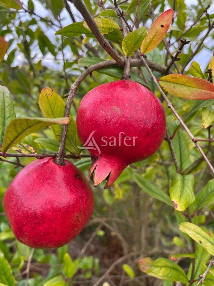 Belle propri&eacute;t&eacute; b&acirc;tie sur 17ha avec g&icirc;tes et verger, proche