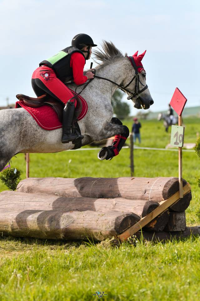 Propose DP Poney D Connemara 