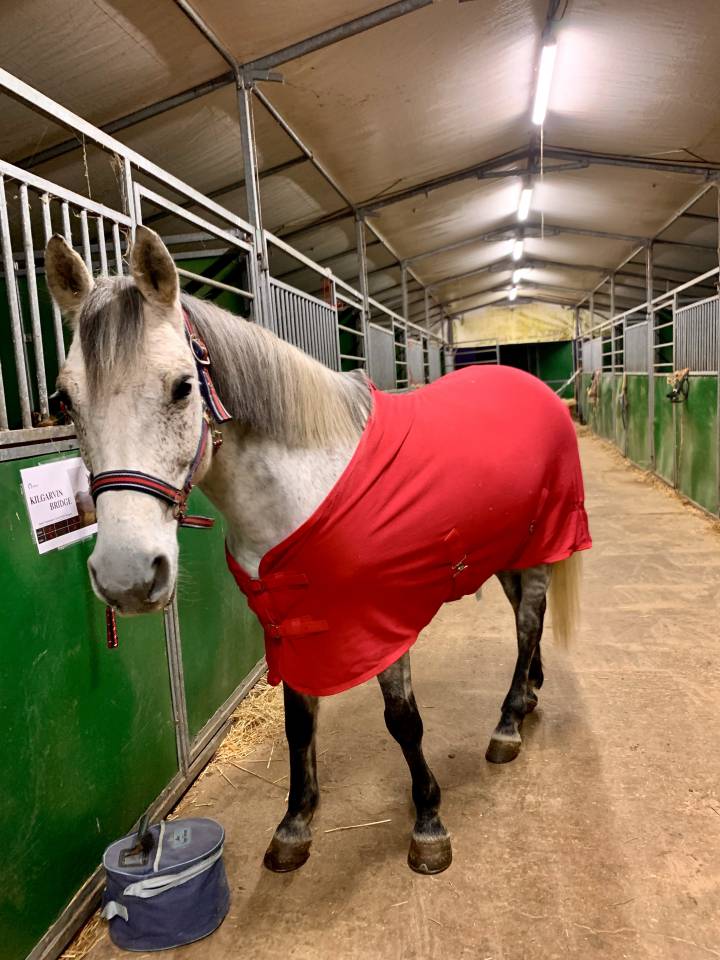 Propose DP Poney D Connemara 