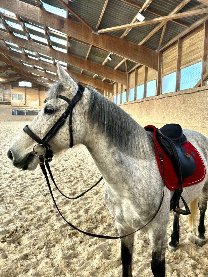 Propose DP Poney D Connemara 