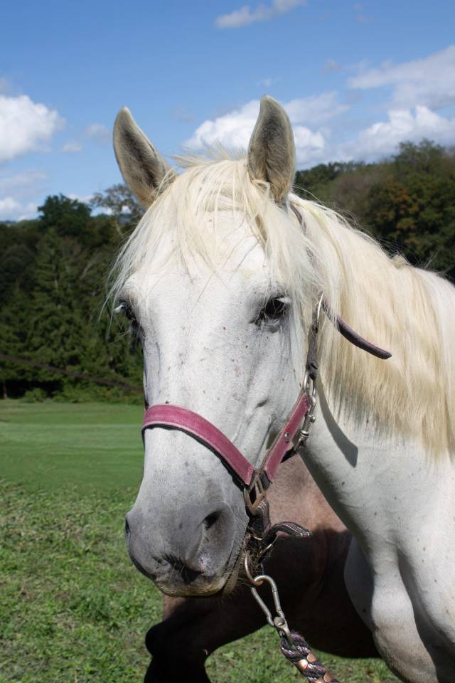 Poulinière 13 ans pp connemara suitée et pleine 2026