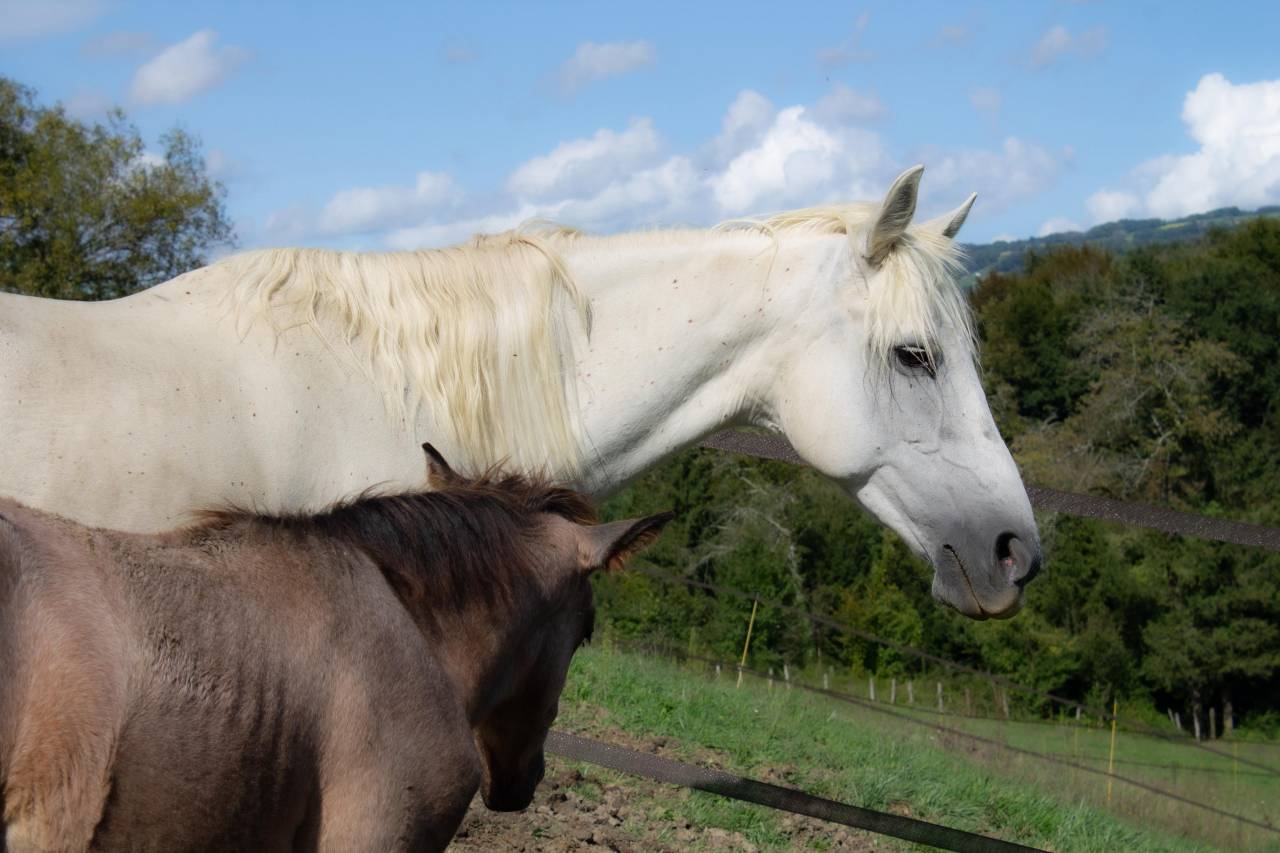 Poulinière 13 ans pp connemara suitée et pleine 2026