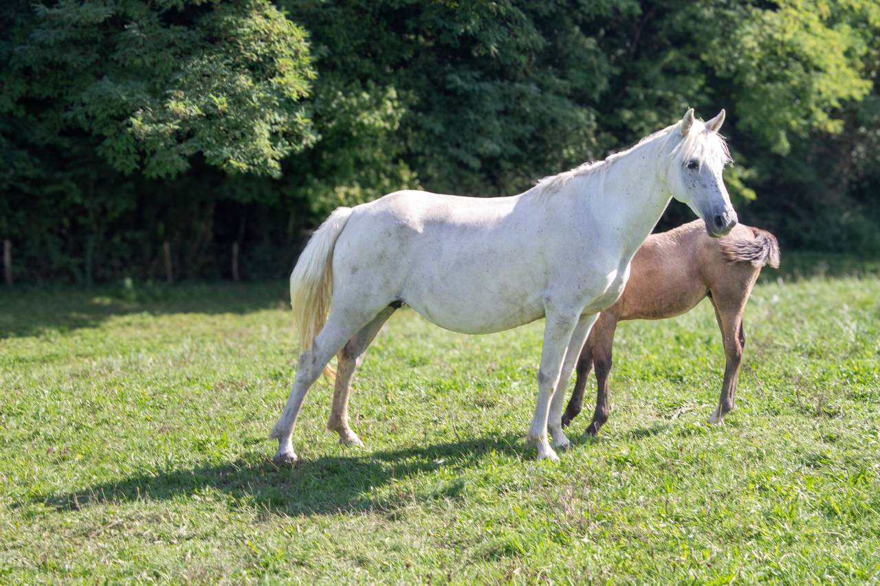 Poulinière 13 ans pp connemara suitée et pleine 2026