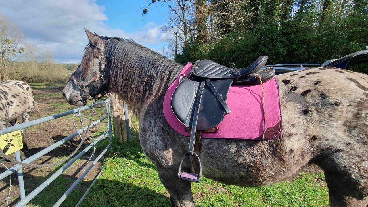 jument croisée appaloosa