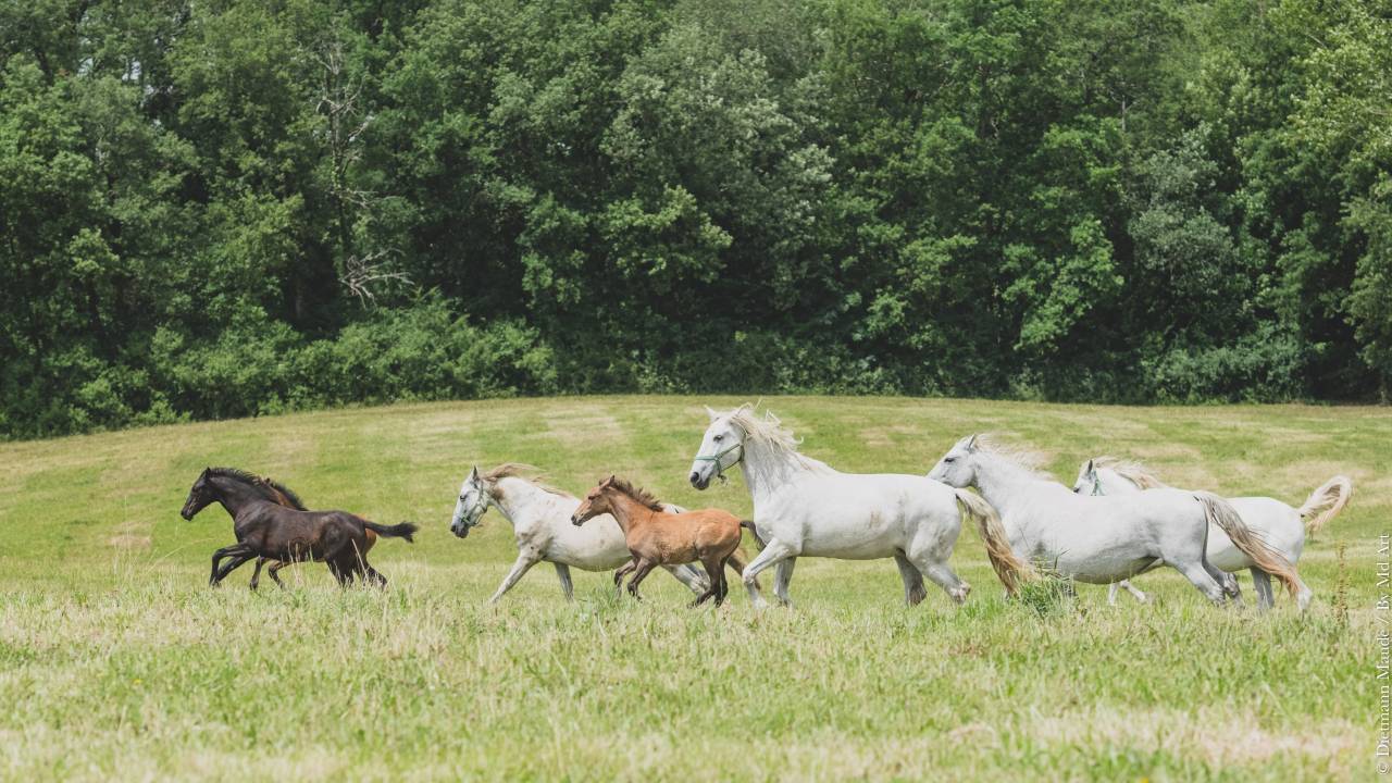 VENDS  POULICHES OC  NÉES  DE PARENTS PP PRE