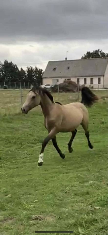 Yearling (1an) - Mâle isabelle - Papiers Sport