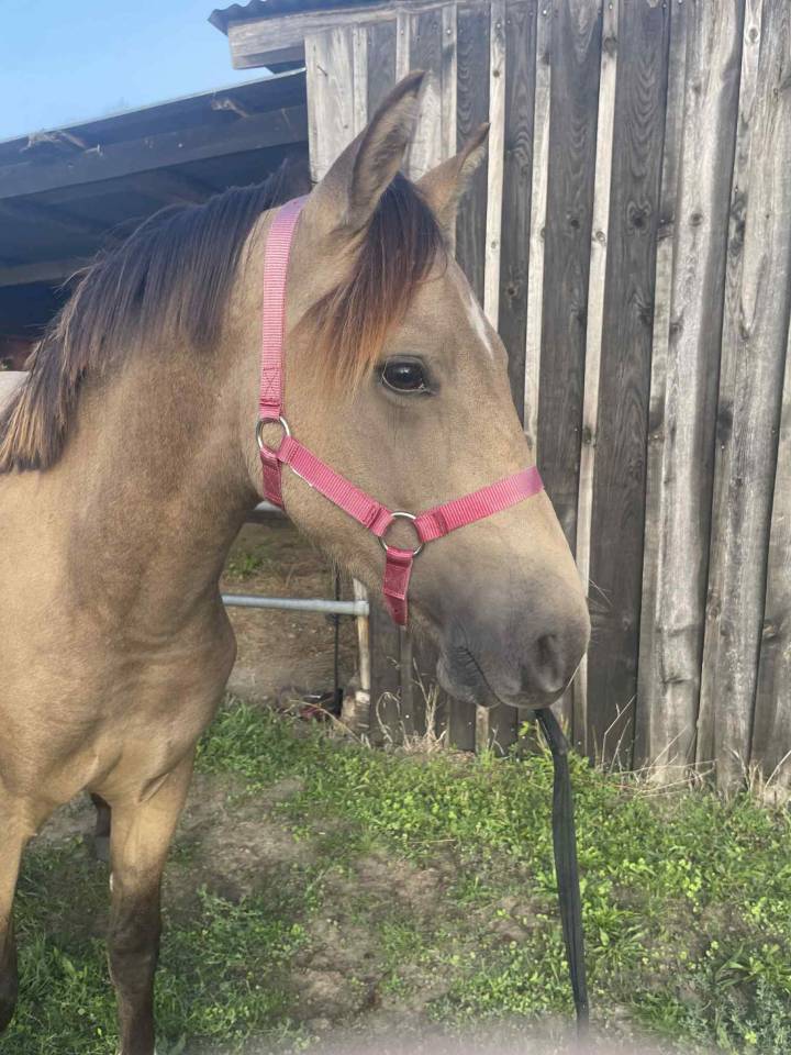 Yearling (1an) - Mâle isabelle - Papiers Sport