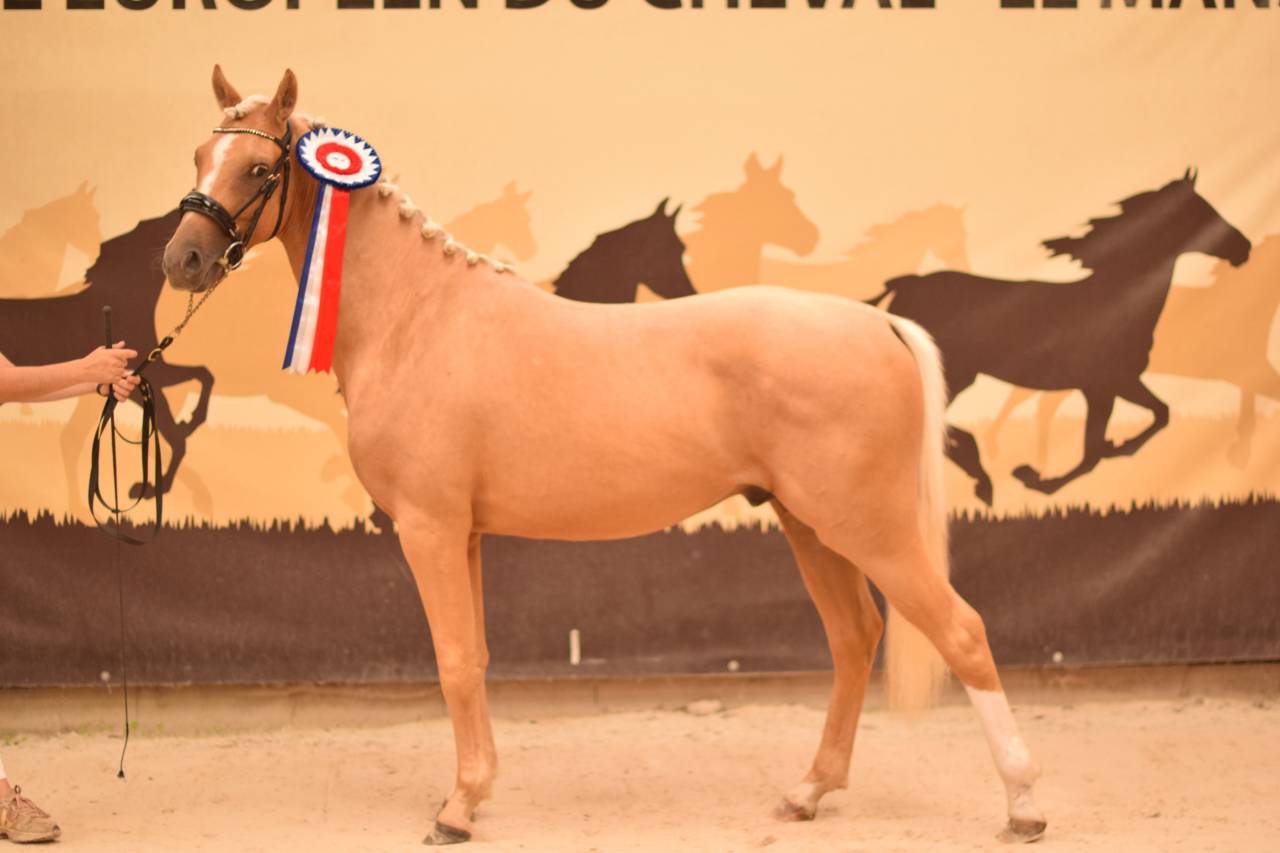 Poney D - 2 ans origines Dressage
