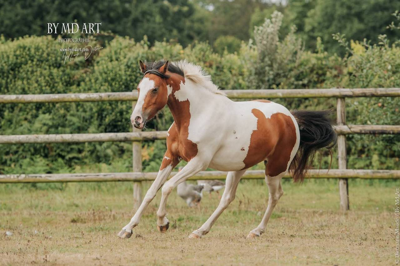 Ponette OC, pie bai, 3ans