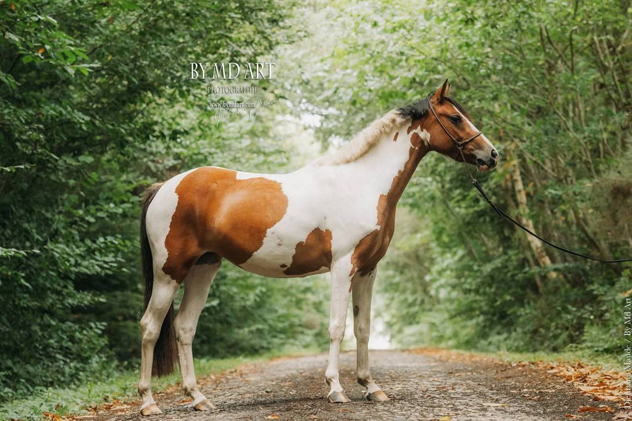 Ponette OC, pie bai, 3ans