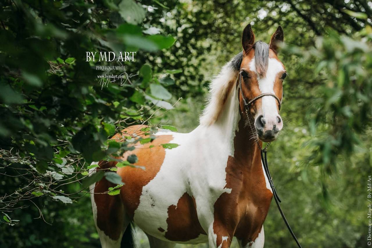 Ponette OC, pie bai, 3ans