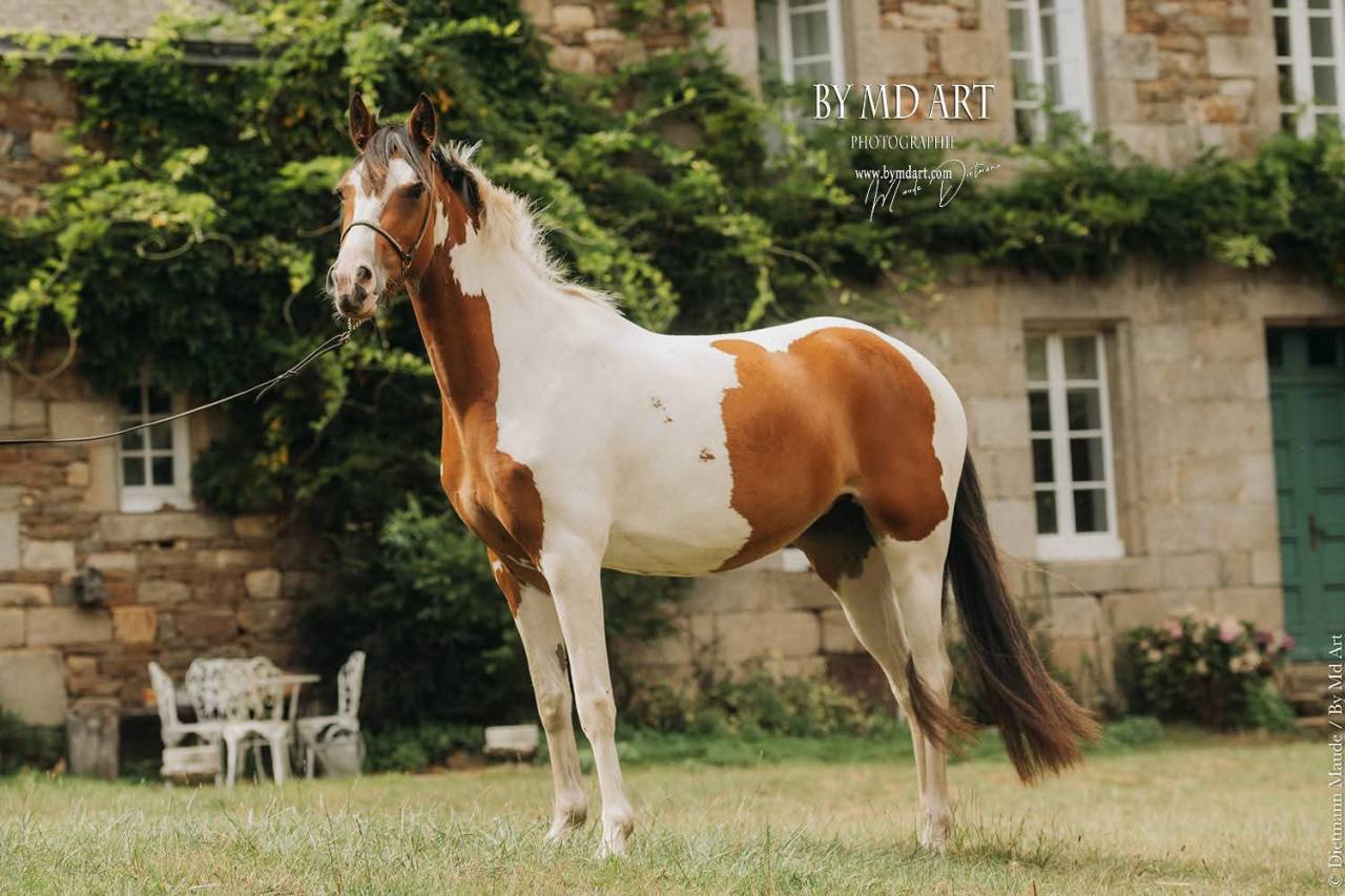 Ponette OC, pie bai, 3ans